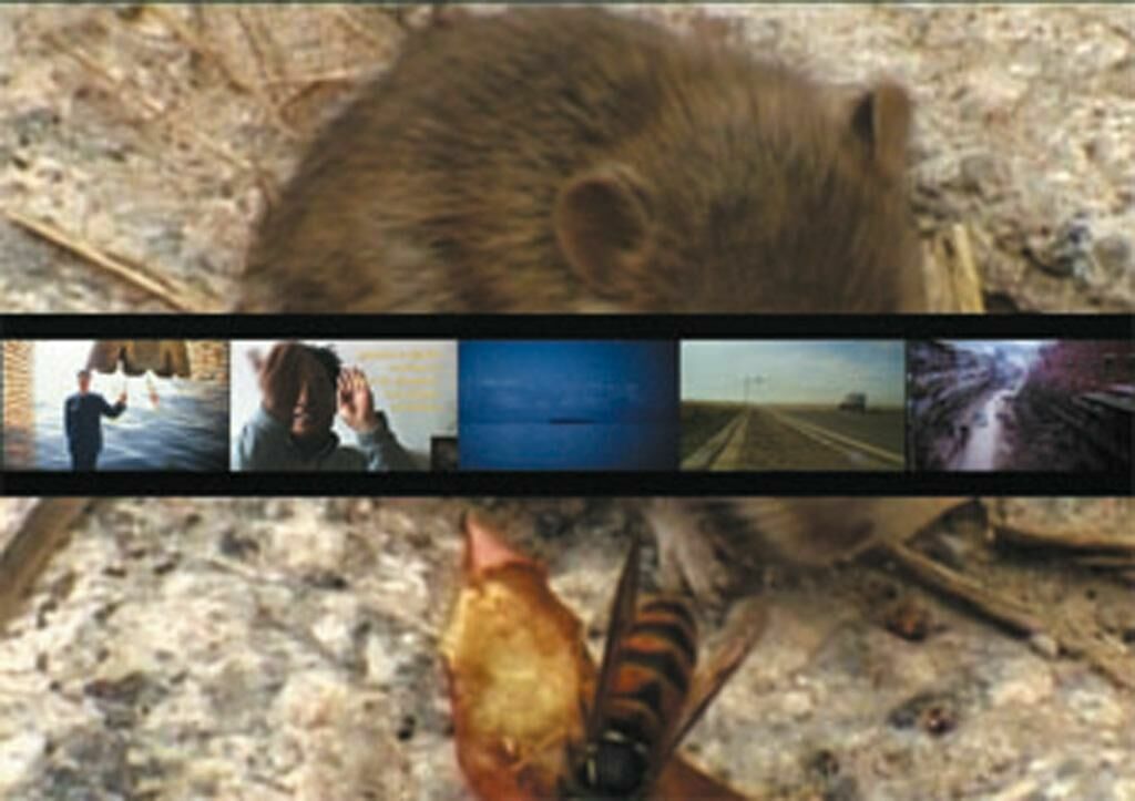 Cover image of the project One Day the Mountain Will Fly Away