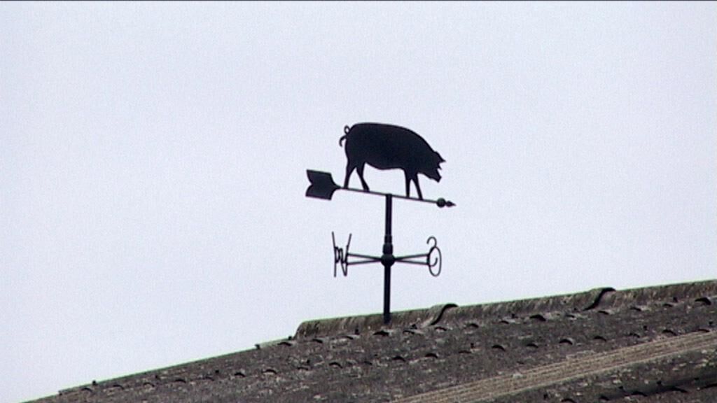 Gallery image of the project Schweinefilm