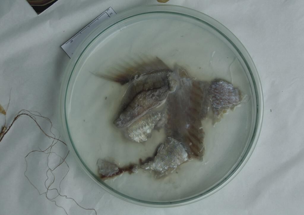 Gallery image of the project Geisterhaptik