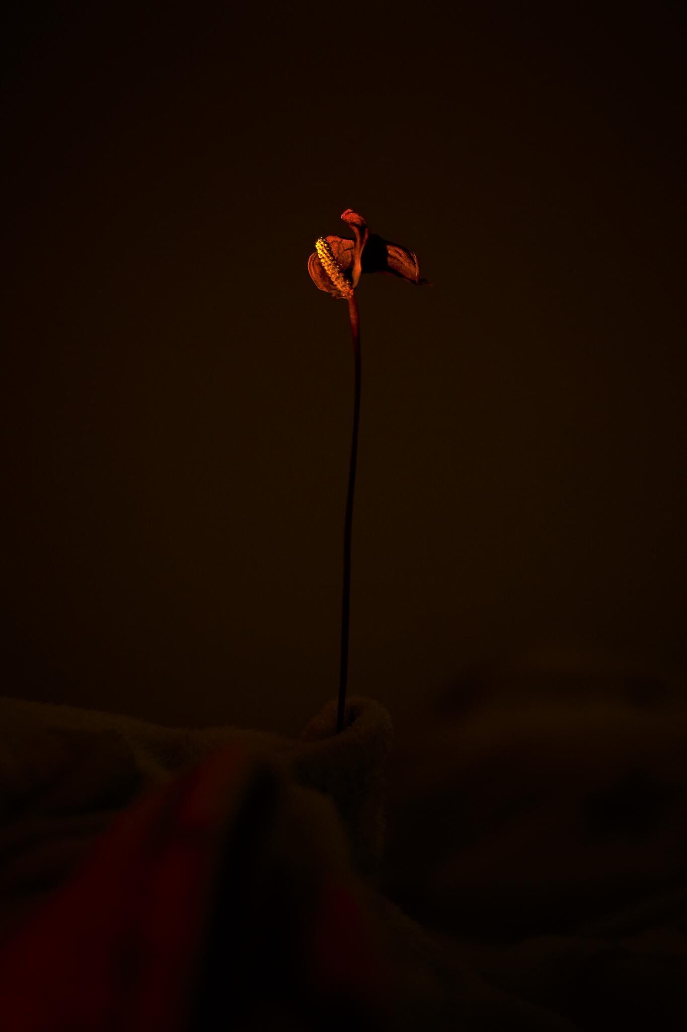 Gallery image of the project Innenleben