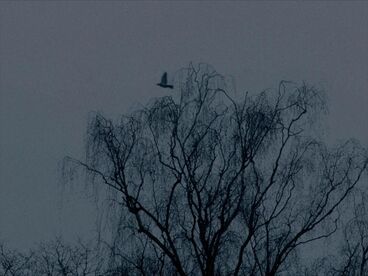 Gallery image of the project Ein bisschen Gemurmel aus dem Wald