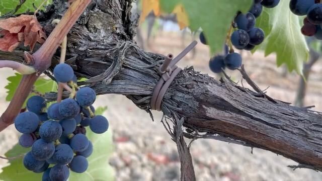 Gallery image of the project Monolog Weinrebe