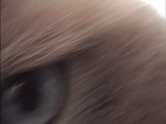 Gallery image of the project Rocky 