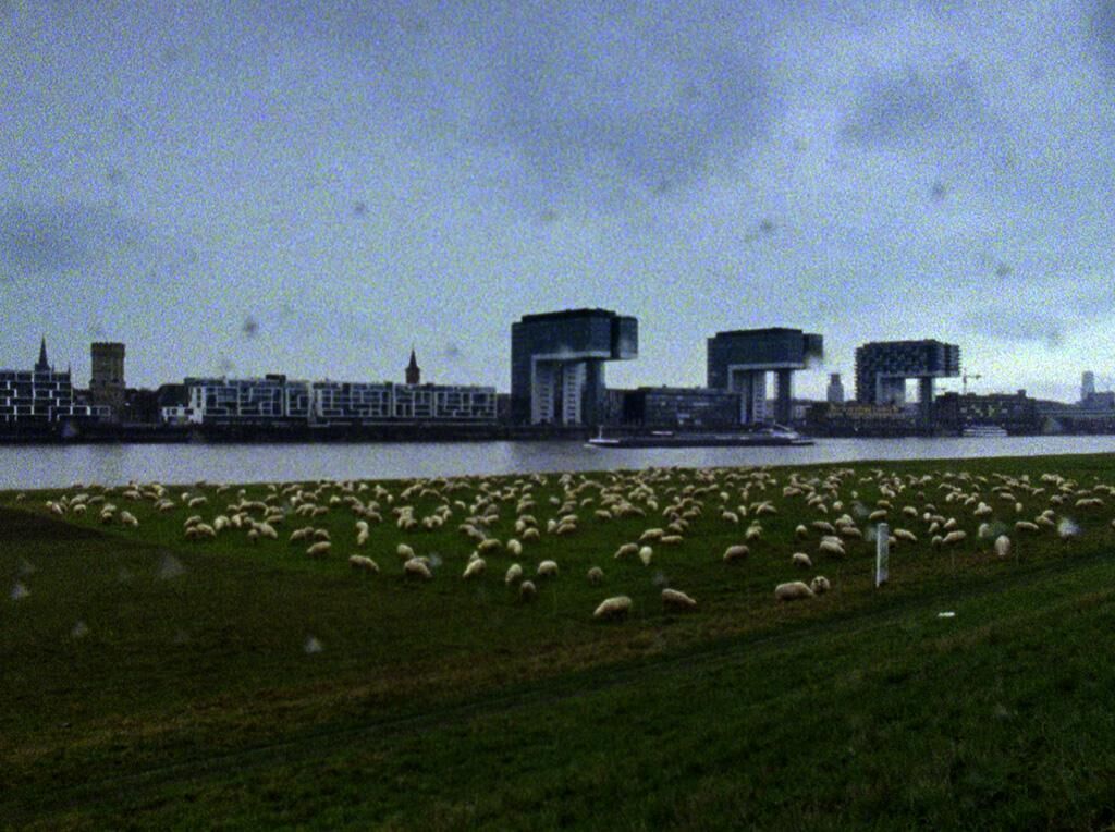 Cover image of the project City Dwellers