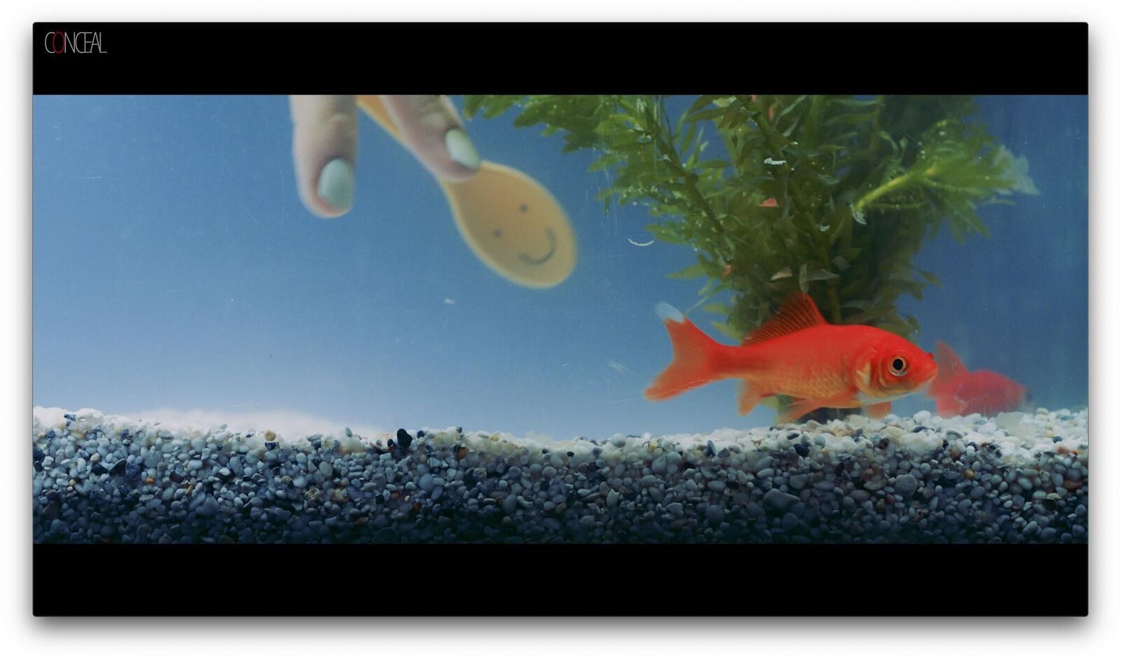 Cover image of the project cOnceal