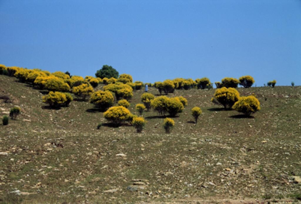 Cover image of the project Go (down) Mary! 