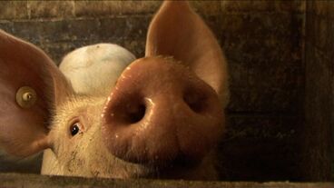 Schweinefilm Cover image of the project Schweinefilm