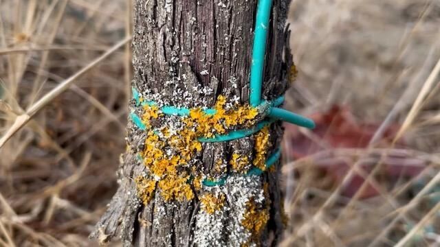 Gallery image of the project Monolog Weinrebe