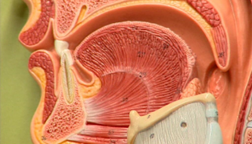 Cover image of the project Die Stimme