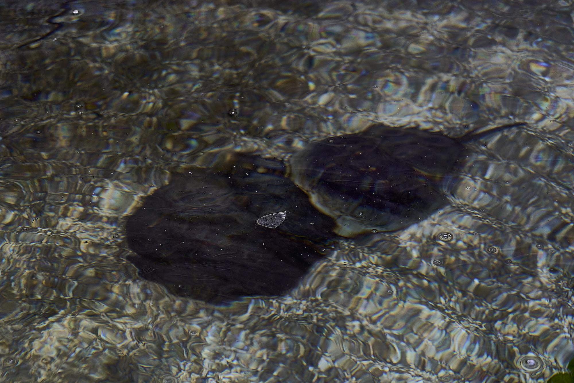 Gallery image of the project Purple Thorn