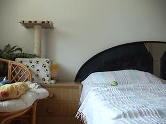 Cover image of the project Rocky 