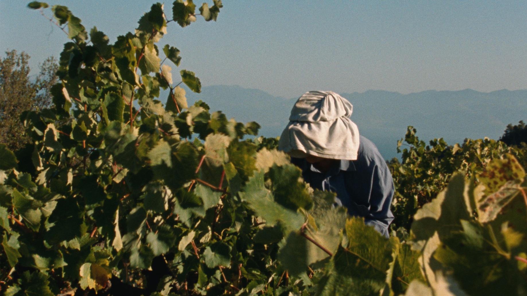 Gallery image of the project Fasolákia 