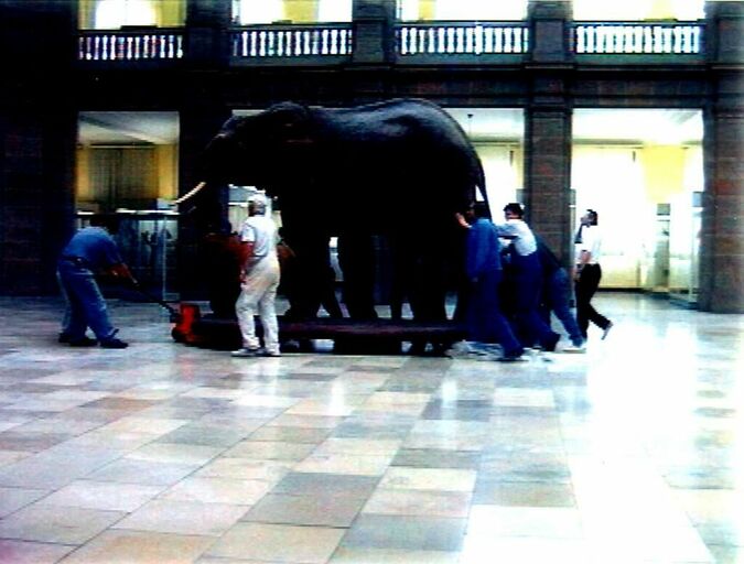 Cover image of the project Der Elefant muss raus