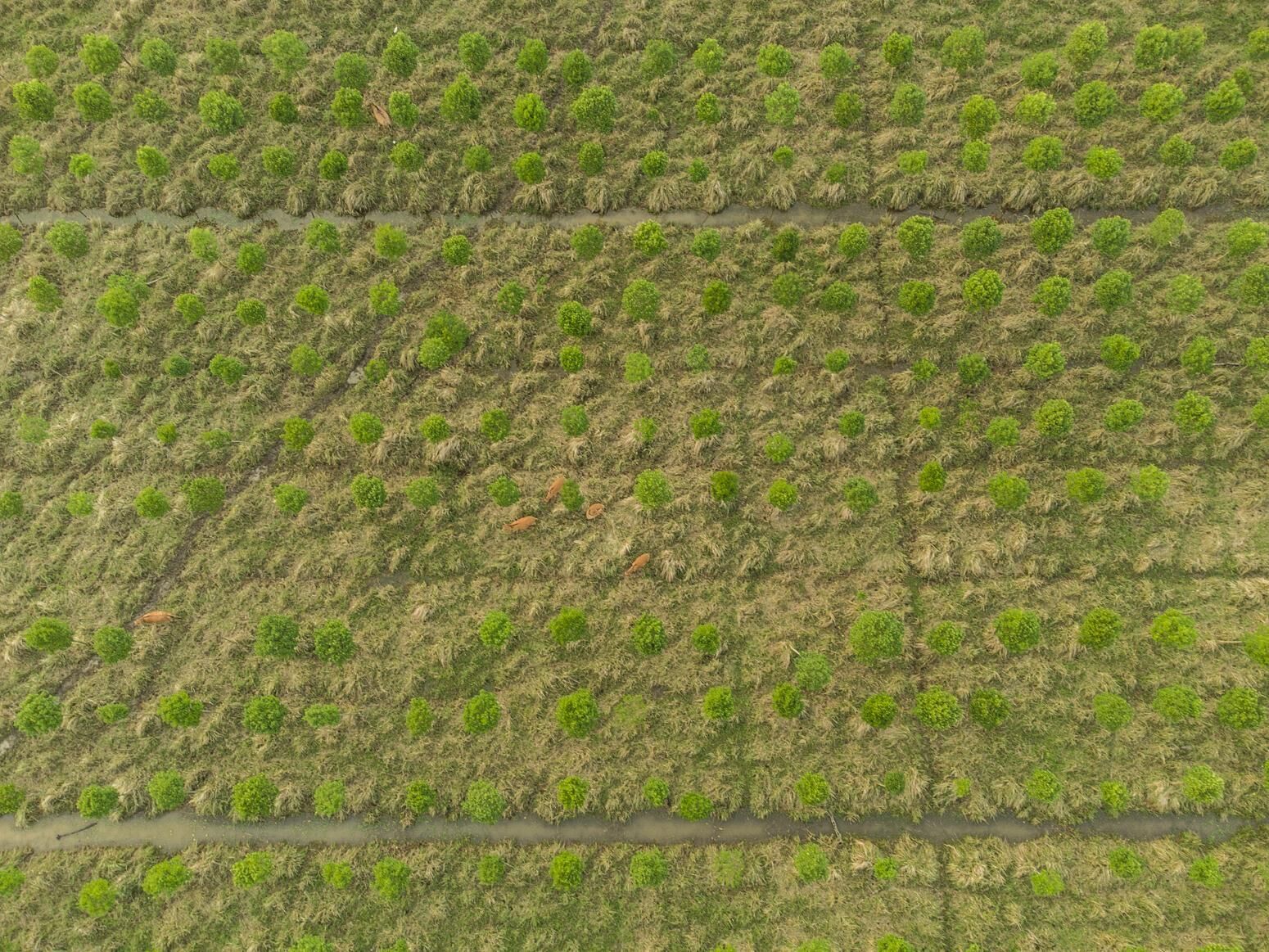 Gallery image of the project Liang Zhu’s Diploma Project