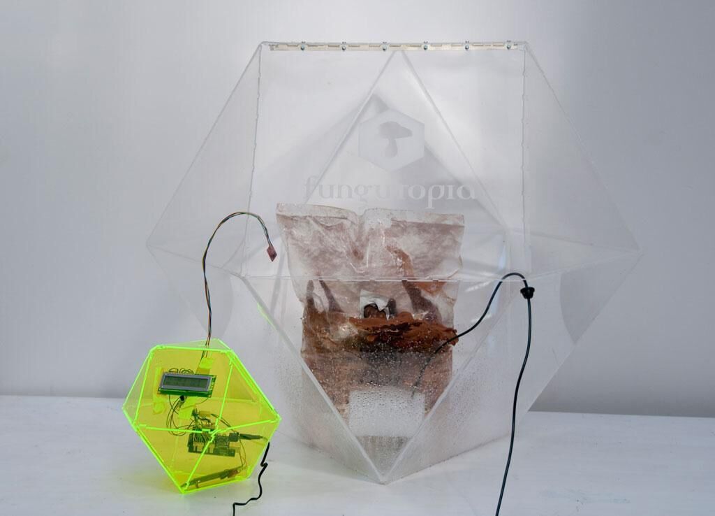 Cover image of the project FUNGUTOPIA