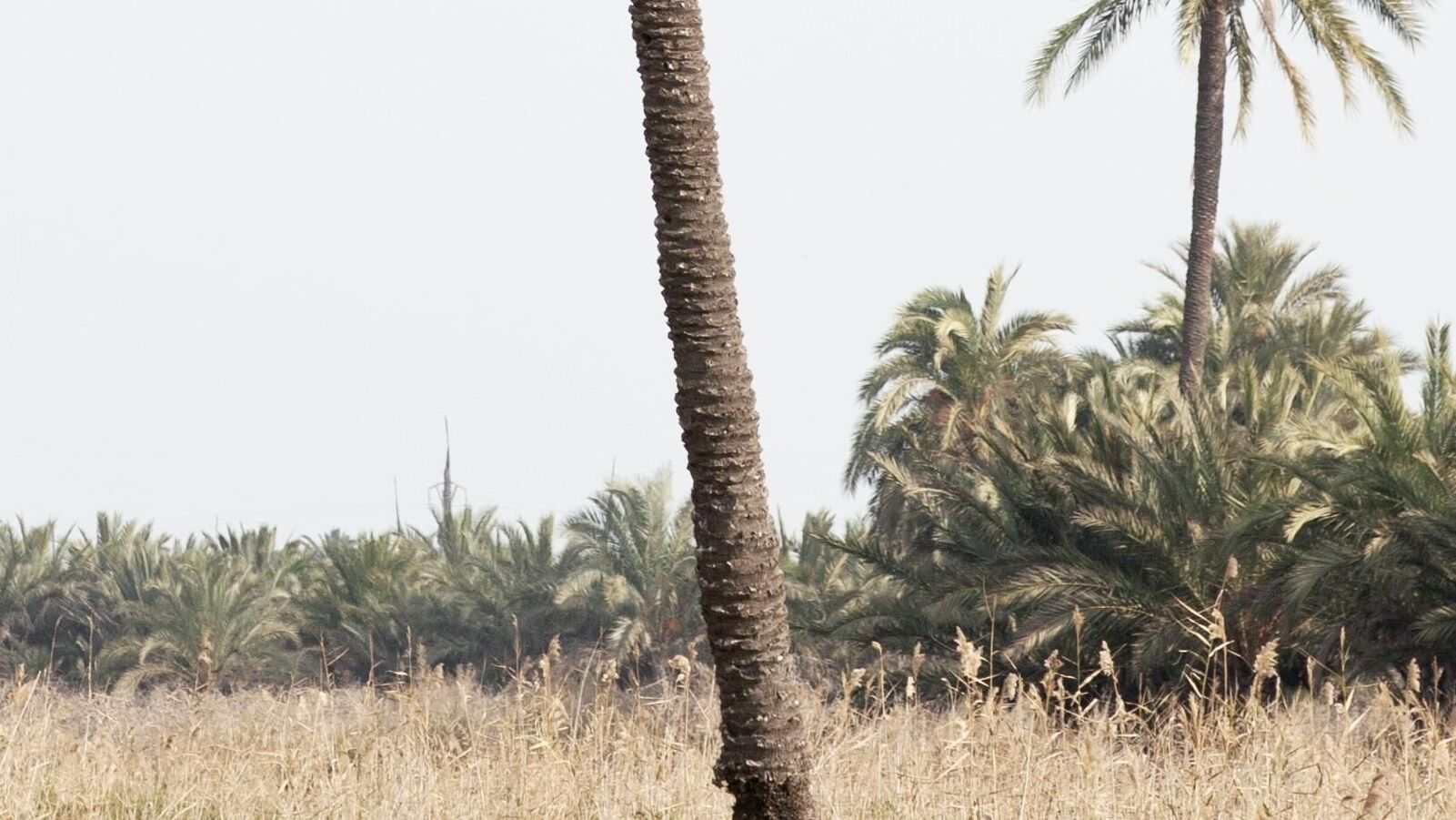 Palmen, Palmenstamm, grüne Palmenblätter. vertrocknete Pflanzen am Boden (Ehren?), hellgrauer Himmel