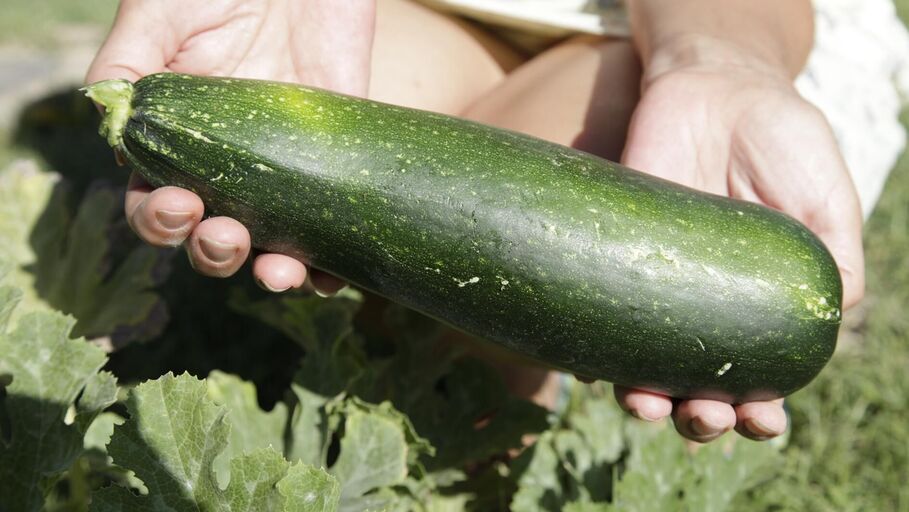 große grüne Zucchini in weißen Händen, weißes Kleid, Beet, grüne Wiese, grüne Blätter, in Kamera präsentierend