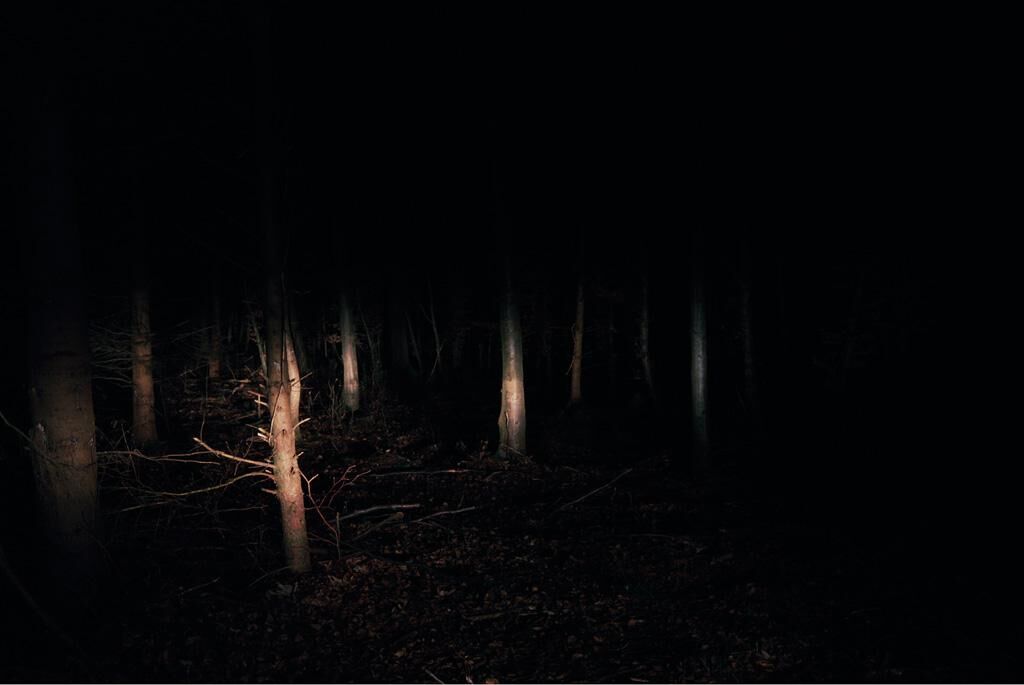 Gallery image of the project Waldfoto