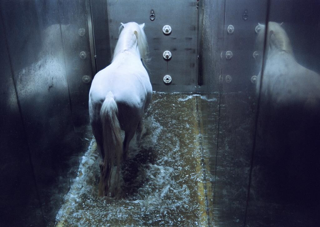 Cover image of the project Fabeltiere