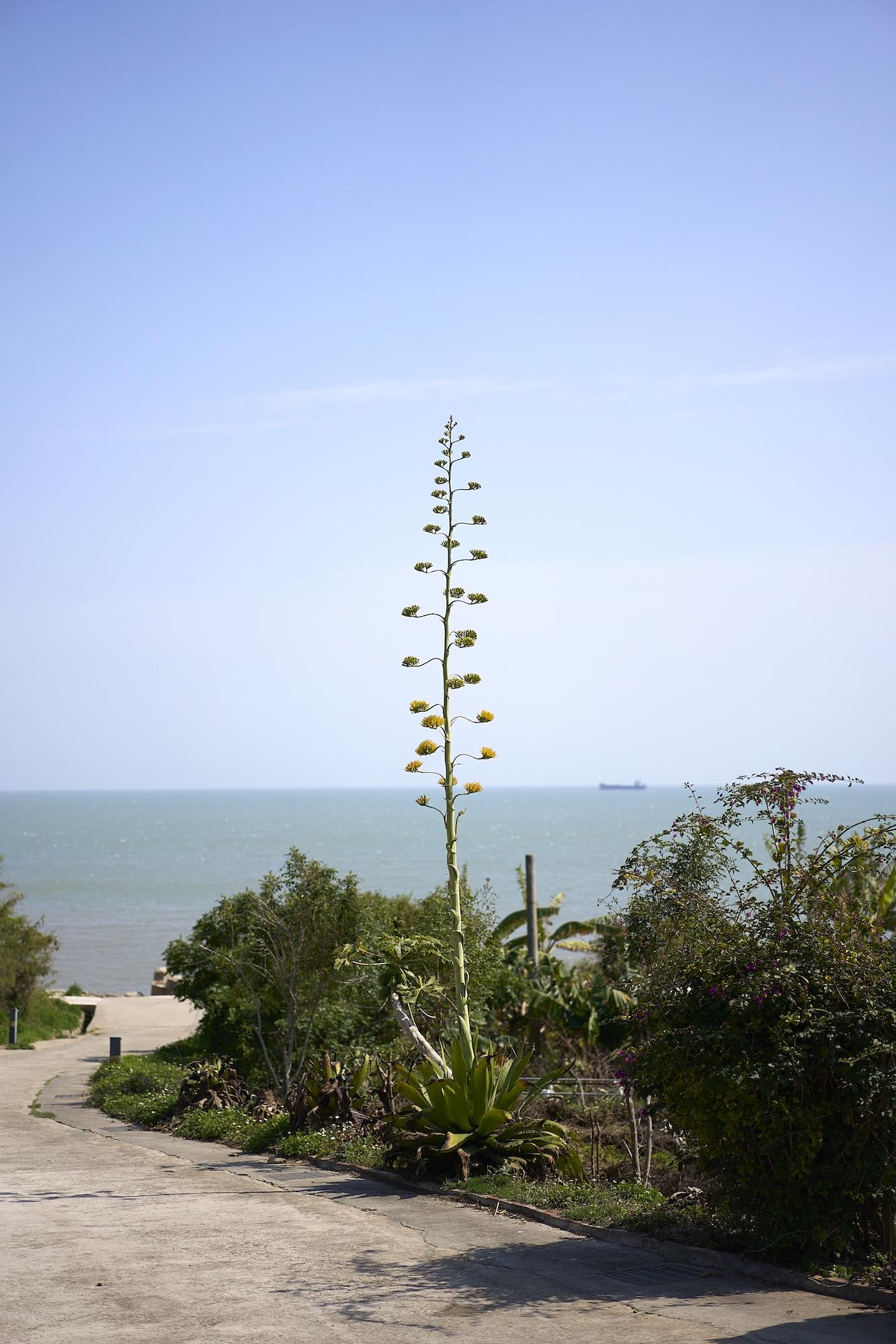 Cover image of the project Purple Thorn