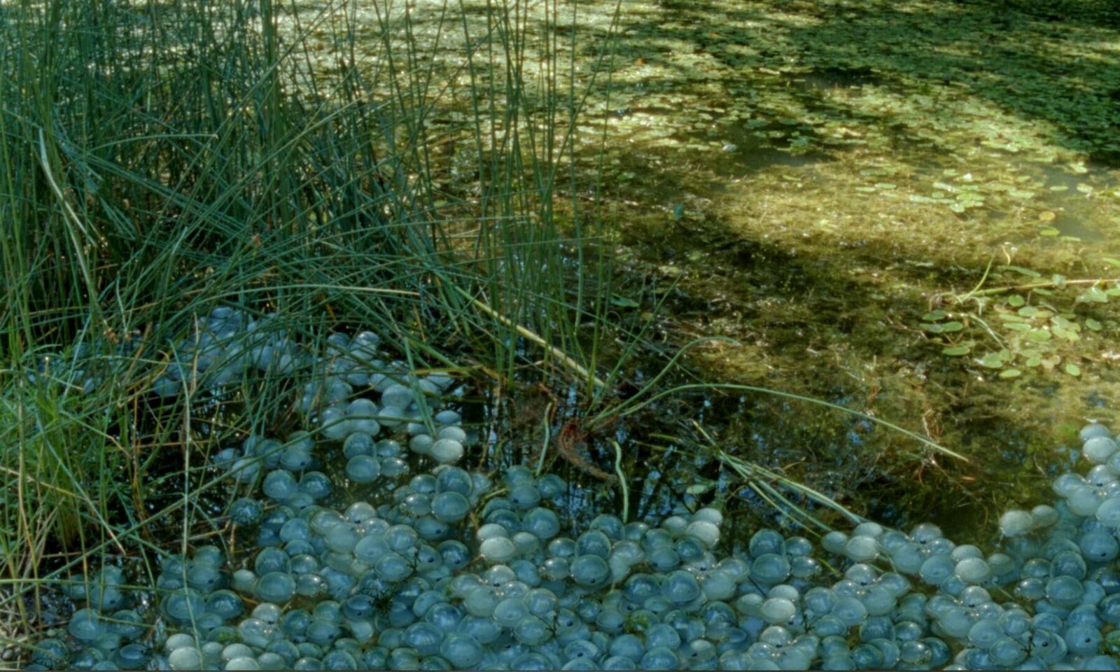 Gallery image of the project The Newt Congress