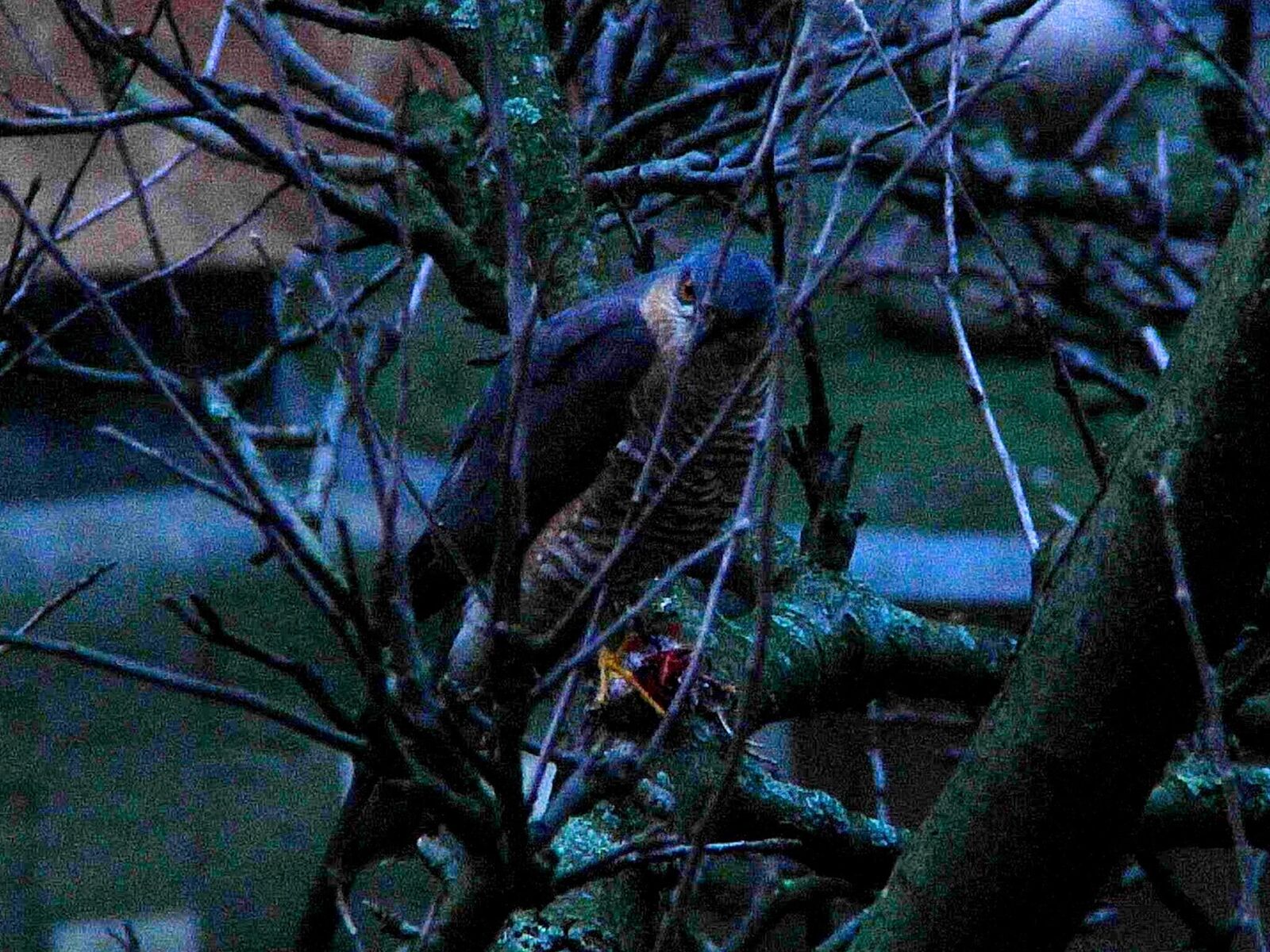 Cover image of the project Sensitivity in Low Light Conditions