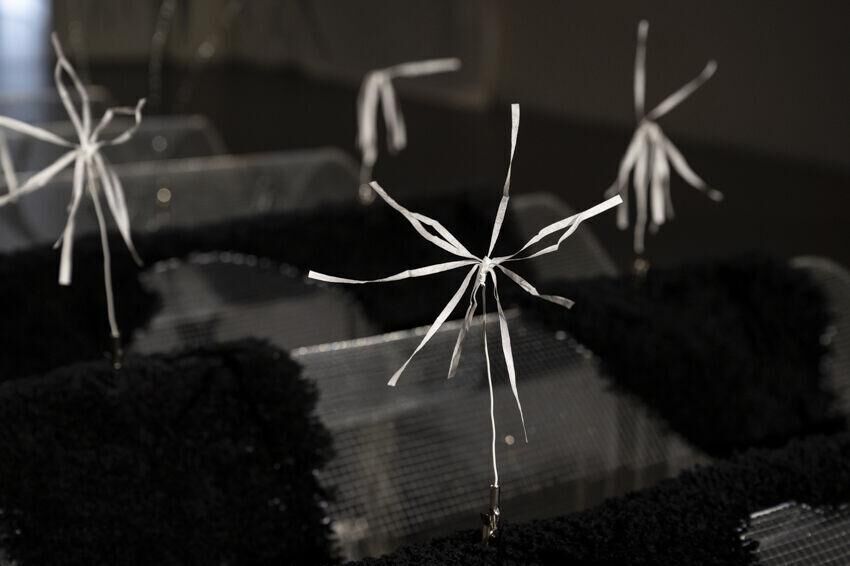 Gallery image of the project Permanent planting