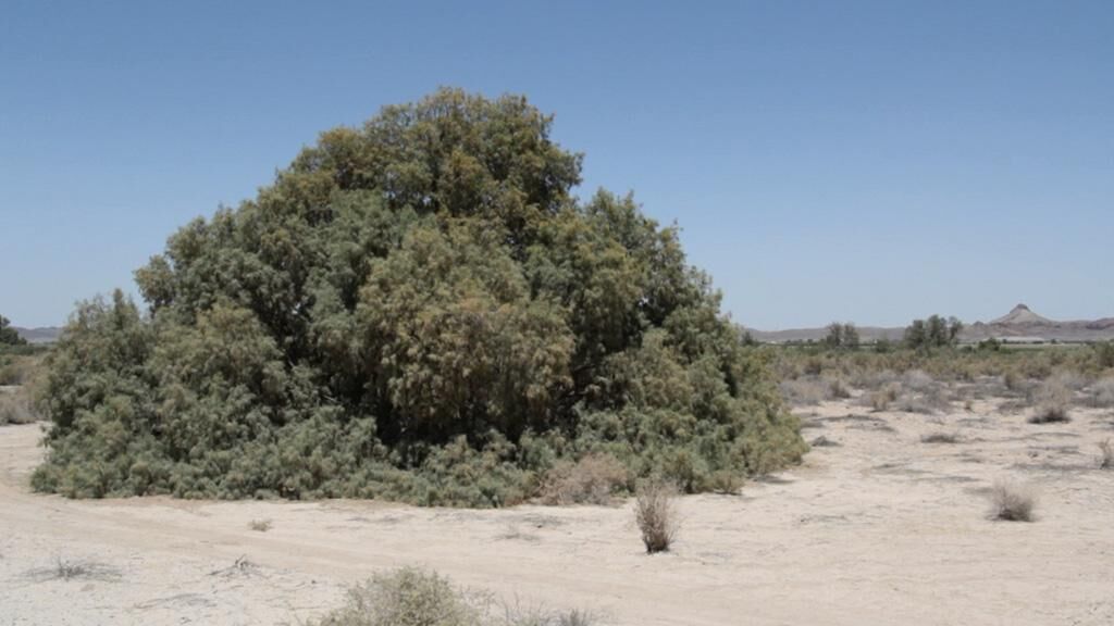 Gallery image of the project Sand Dunes