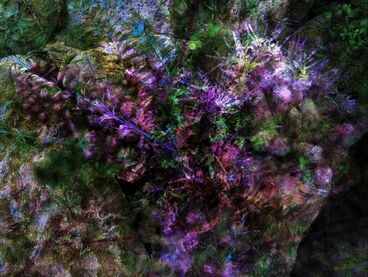 Clara Kulemeyer: transgenic