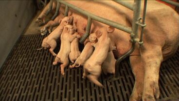 Schweinefilm Gallery image of the project Schweinefilm