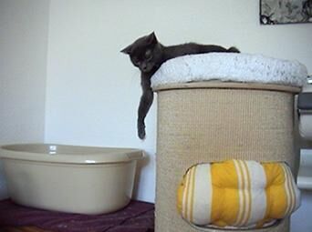 Gallery image of the project Rocky 