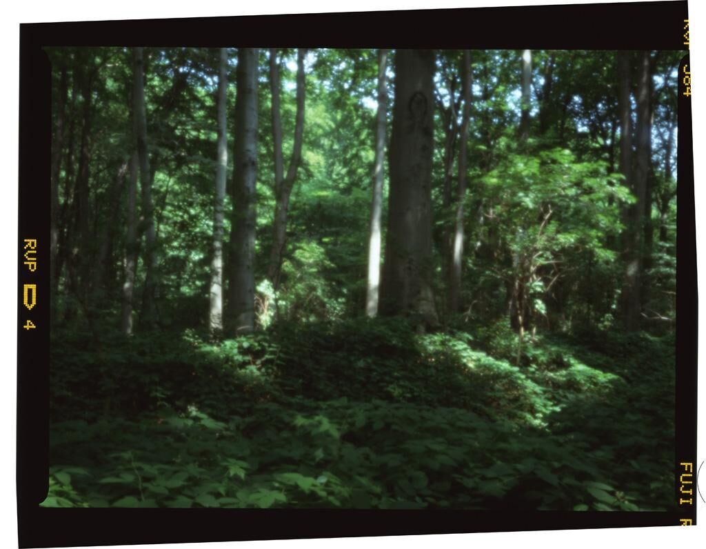 Cover image of the project silva obscura