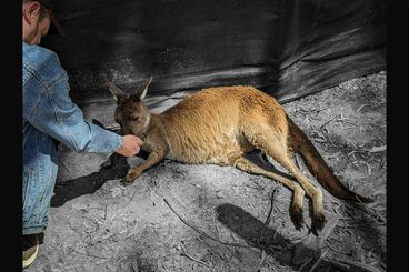 Australien – eine queere Reise in Bildern und Gedichten Gallery image of the project Australien – eine queere Reise in Bildern und Gedichten