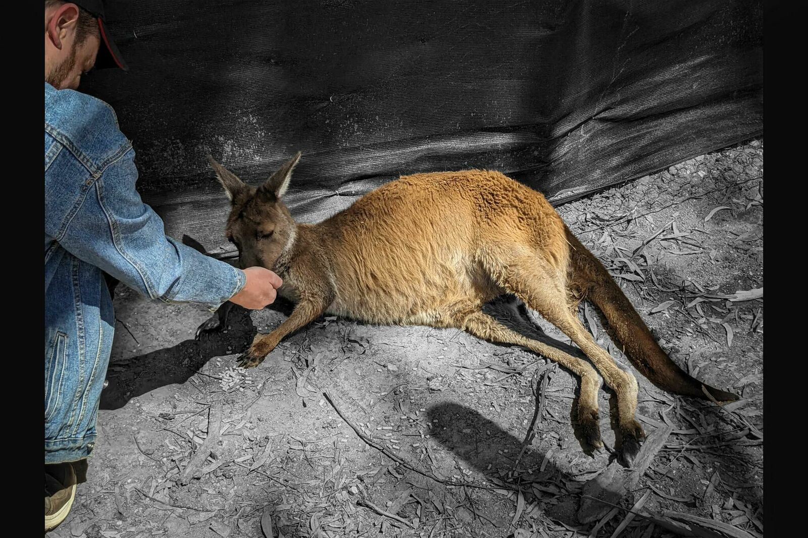 Gallery image of the project Australien – eine queere Reise in Bildern und Gedichten