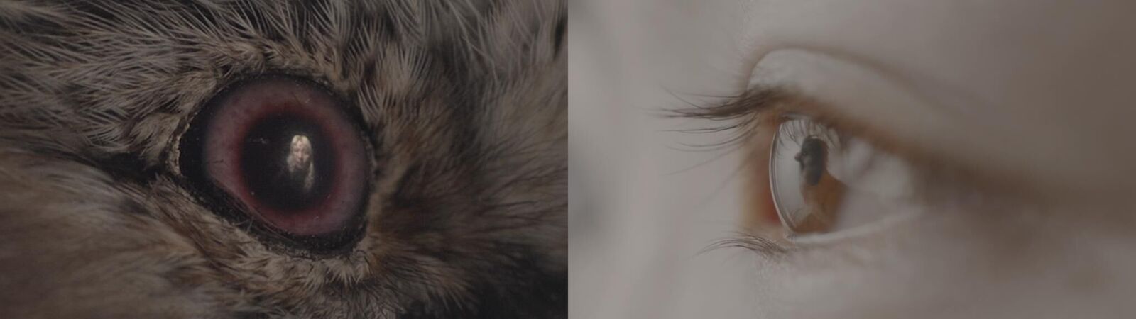 Gallery image of the project Gérard Lucas