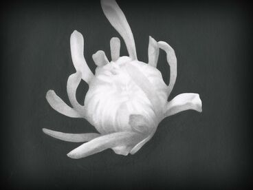 Chrysanthemum Cover image of the project Chrysanthemum