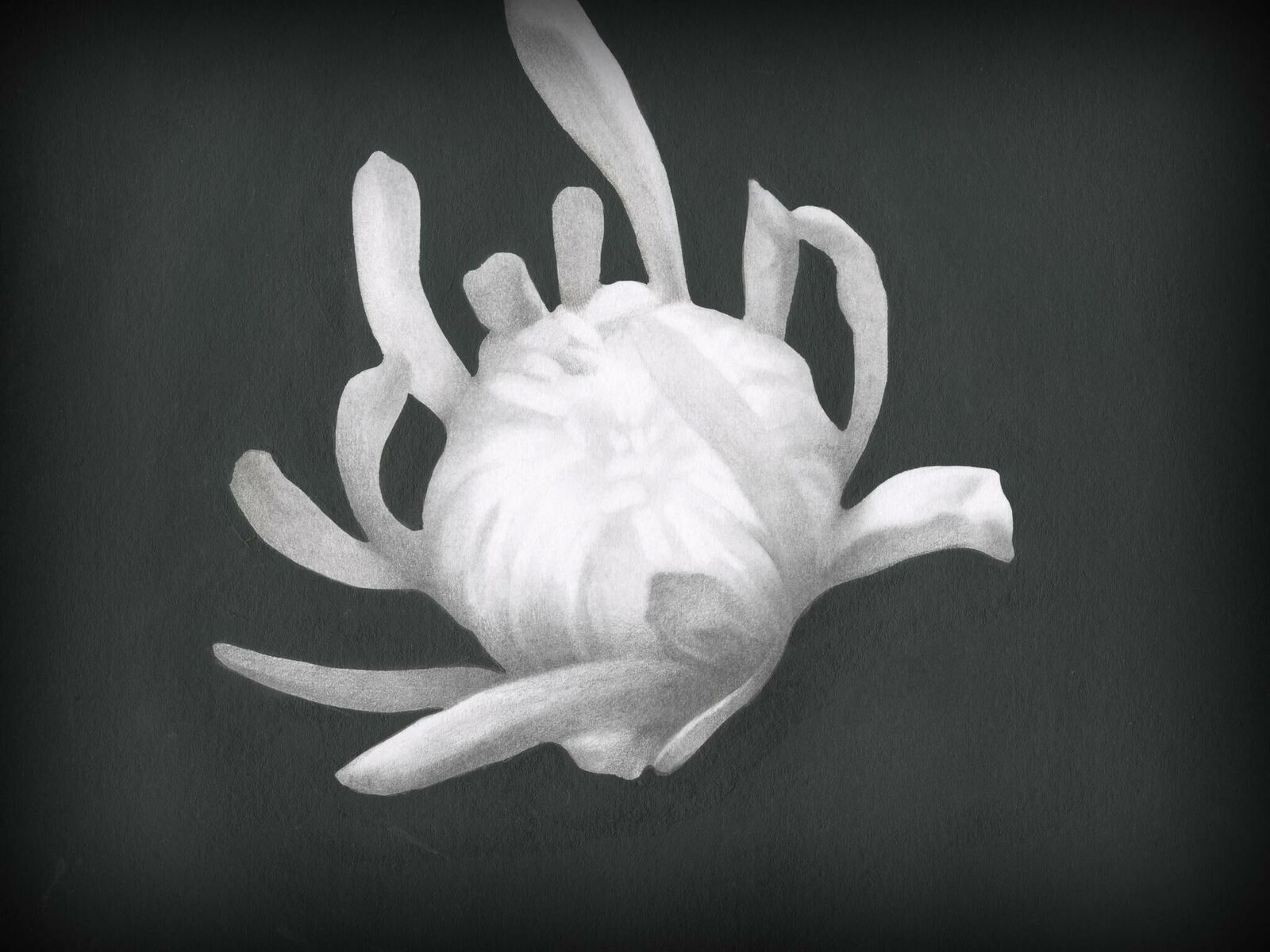 Cover image of the project Chrysanthemum