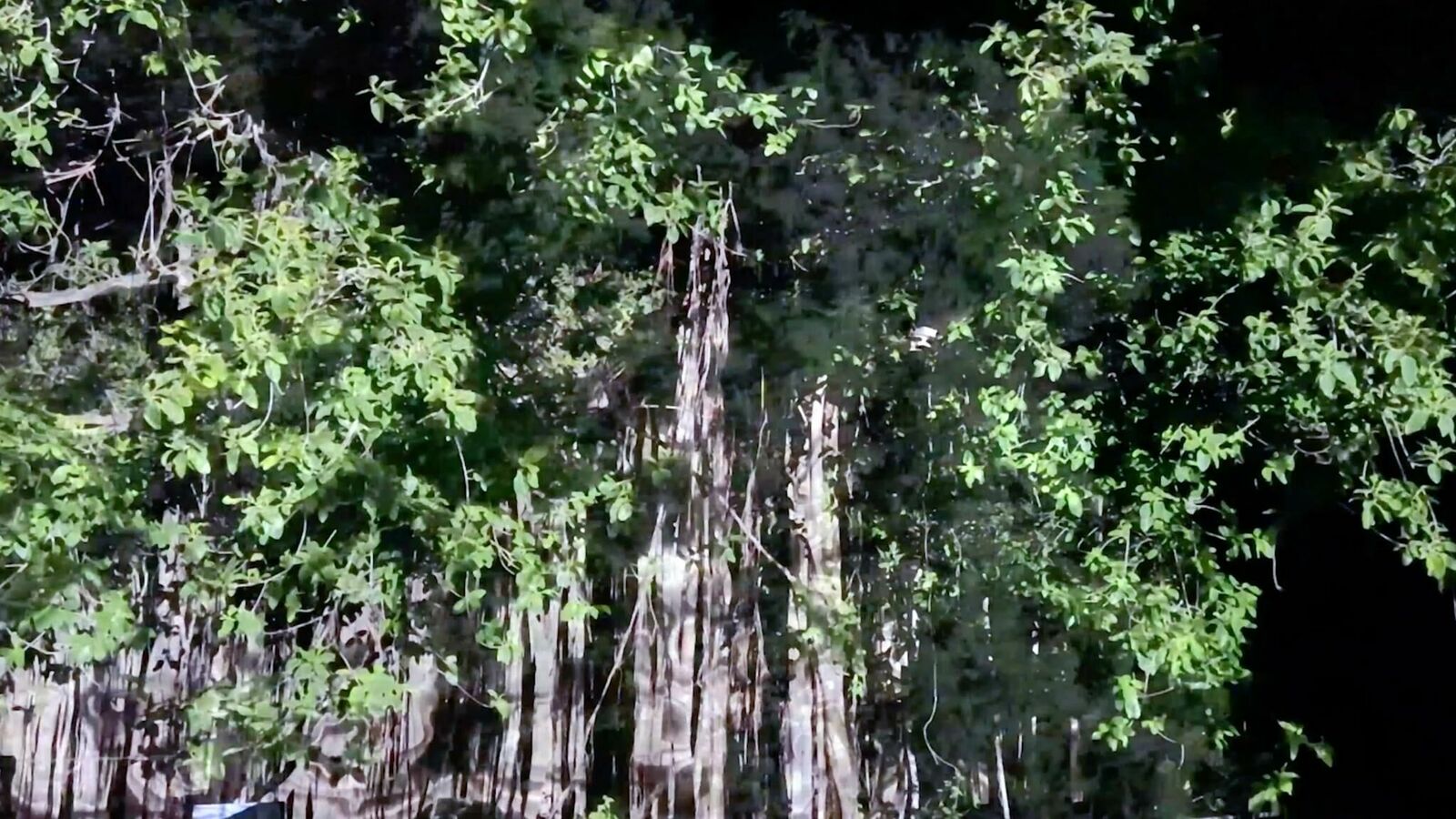 Cover image of the project De Rerum Natura. A climate change