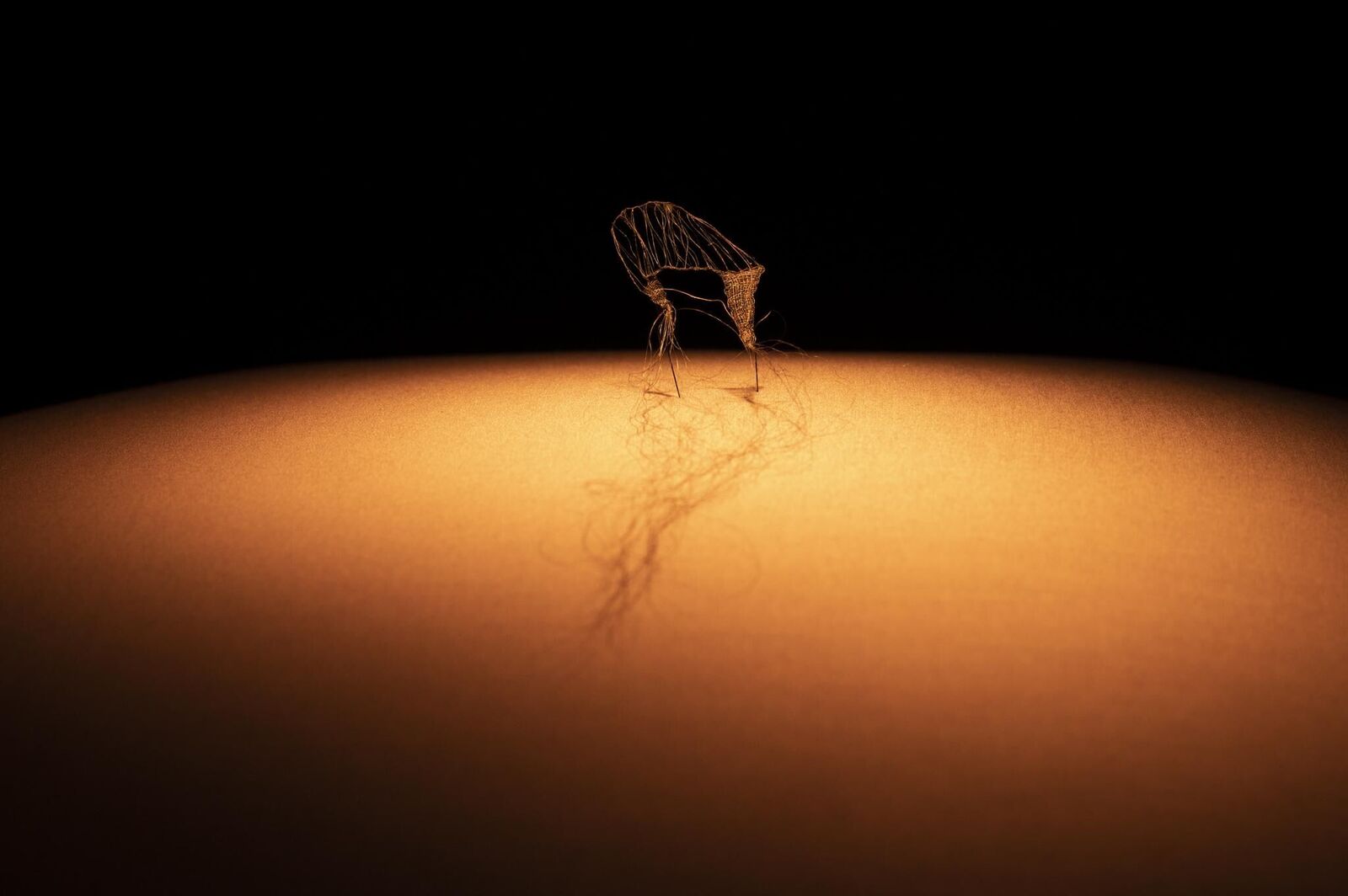 Gallery image of the project «Dann kommen ja die grünen Vögel nicht mehr wieder, wenn die Kastanien weg sind»