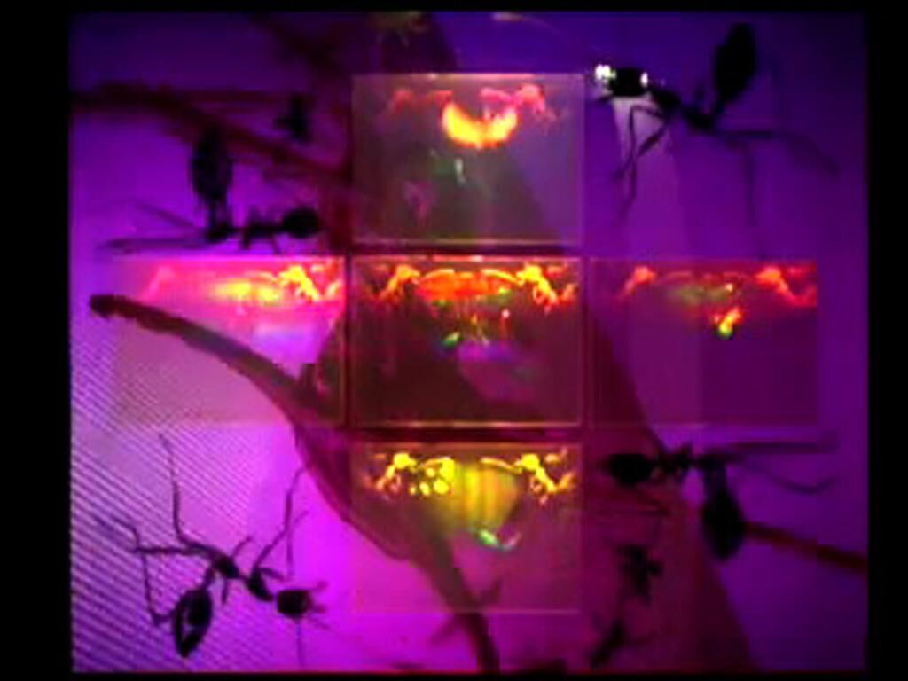 Cover image of the project 1.ant.ity