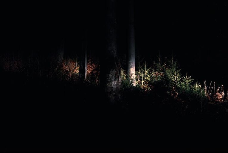 Cover image of the project Waldfoto
