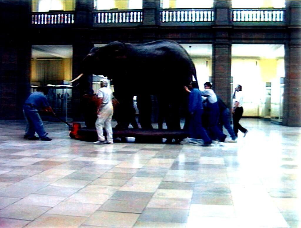 Cover image of the project Der Elefant muss raus