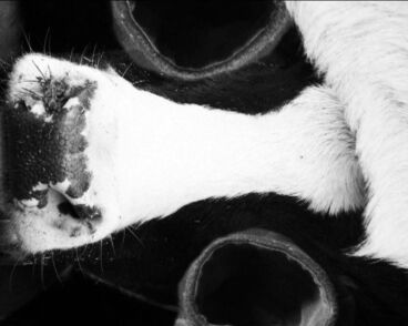 Schwarze Milch Gallery image of the project Schwarze Milch