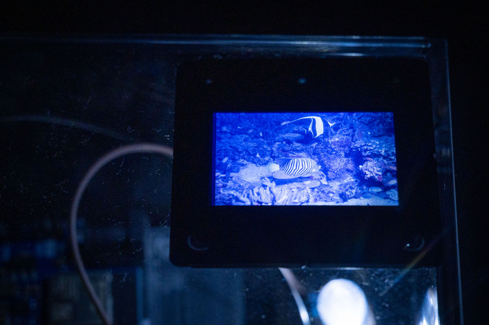 Jannika Lösche – under the sea i hope you'll find me (Diplom)