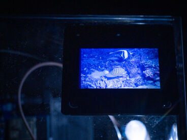 Jannika Lösche – under the sea i hope you'll find me (Diplom)