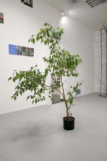Büropflanze aus Verwaltungsgebäude der KHM Pflanze, Stamm, grüne Blätter, hoher Wuchs, schwarzer Pflanzentopf, Ausstellung, Kunst, Objekt