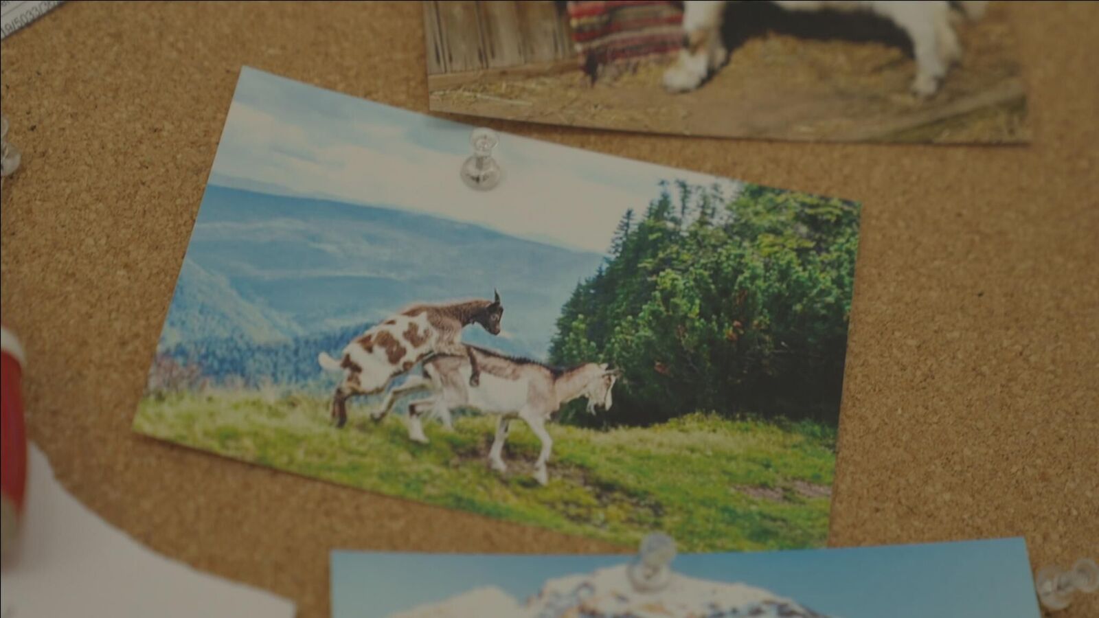 Gallery image of the project report null - Leben unter Zieg*innen