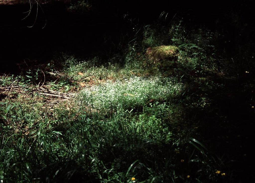 Cover image of the project Harzreise