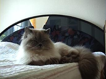 Gallery image of the project Rocky 