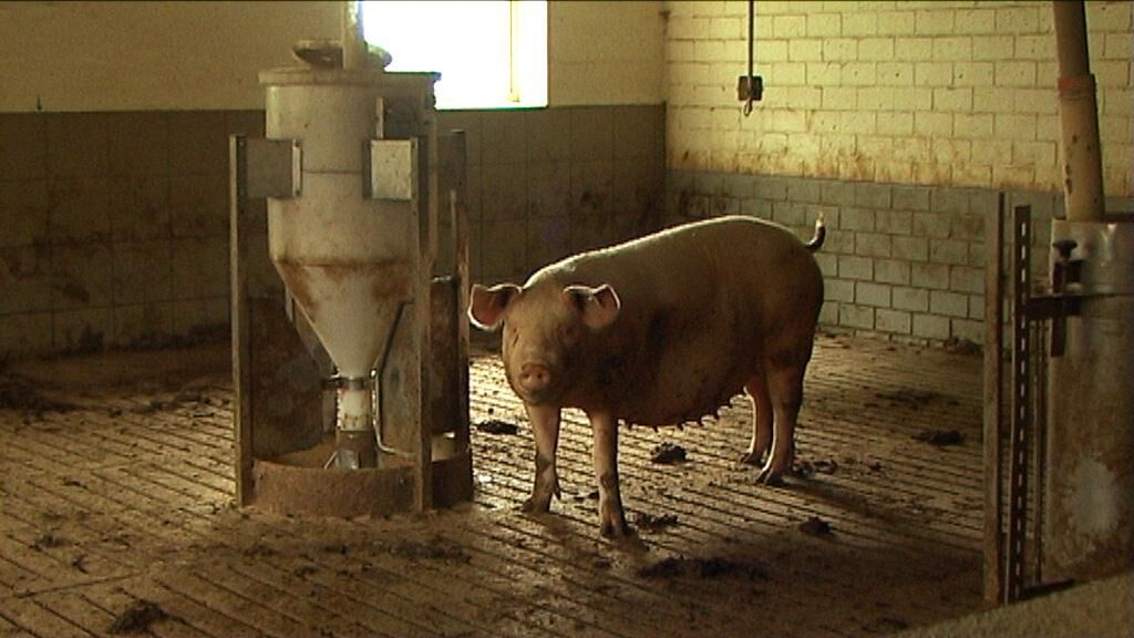 Gallery image of the project Schweinefilm